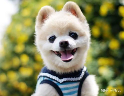 狗儿吃蜜瓜,蜜瓜盛宴中的欢乐瞬间