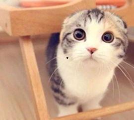 小程序白猫吃瓜,揭秘小程序中的趣味互动体验