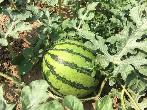 特别吃瓜25,一场娱乐圈的狂欢盛宴