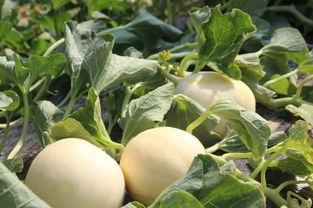 吃绵的瓜,传统与创新的味道交融