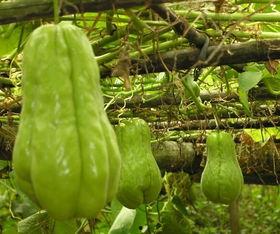 fuoshou瓜怎么吃,从挑选到美味呈现