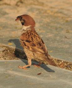 吃瓜的小麻雀,揭秘娱乐圈那些事儿