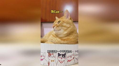 甜猫吃瓜,揭秘娱乐圈的甜蜜瓜皮