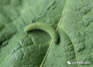 菜粉蝶幼虫吃不吃哈密瓜,哈密瓜的“美食”还是“禁忌”？