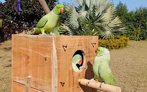 放鸟吃瓜,一场生态与文化的奇妙碰撞